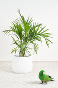 Load image into Gallery viewer, Cascade palm plant
