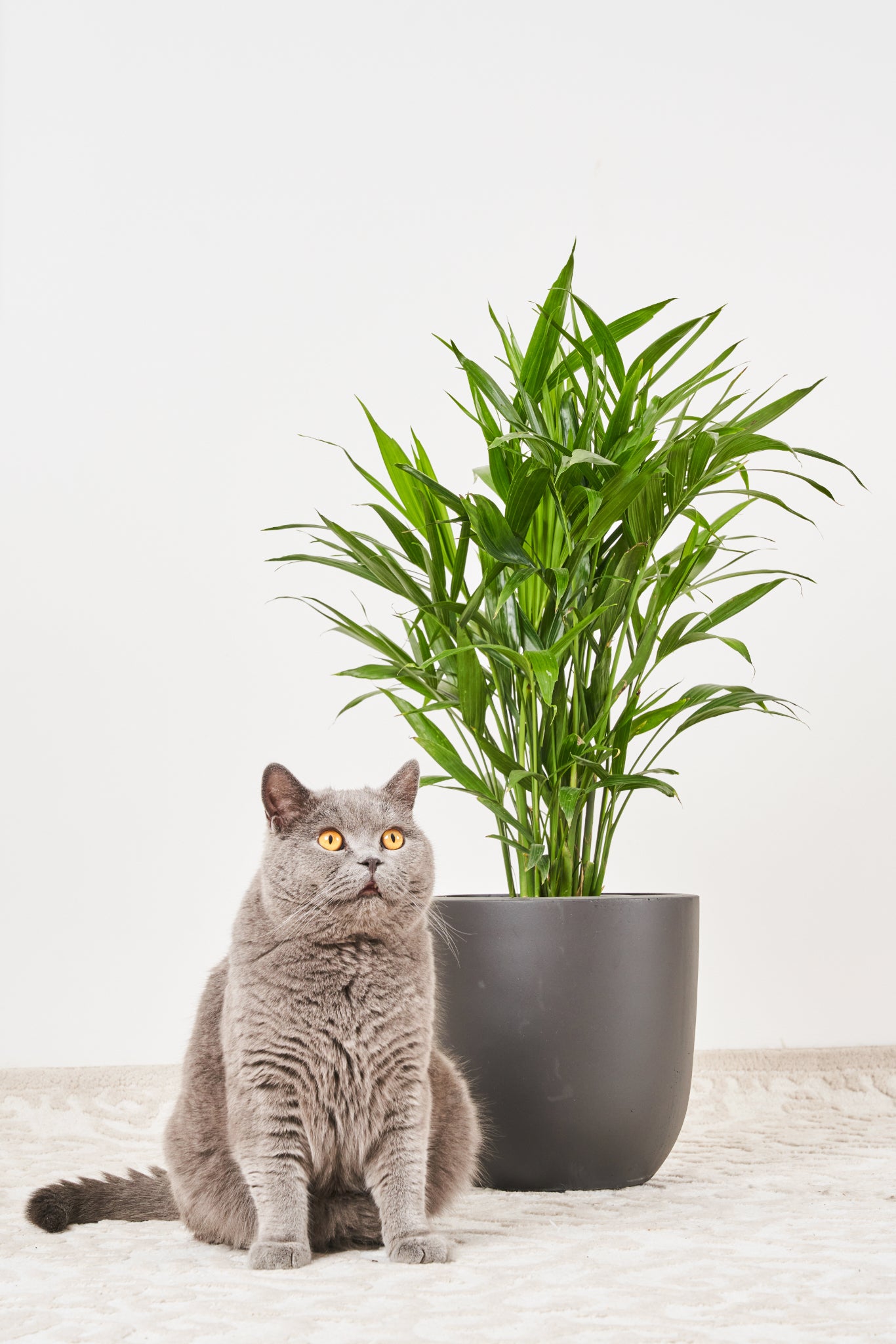 palm plants safe for pets Shop Cascade Palm Plant & Pet Friendly Plants