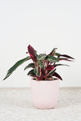 Load image into Gallery viewer, Tricolour stromanthe plant

