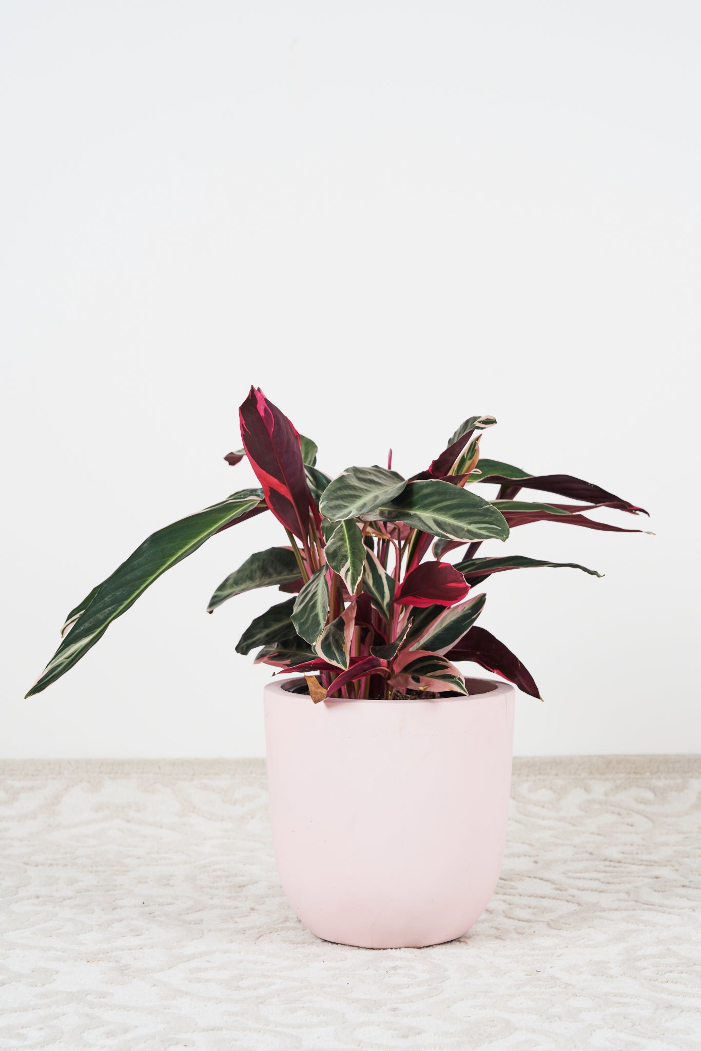 Tricolour stromanthe plant