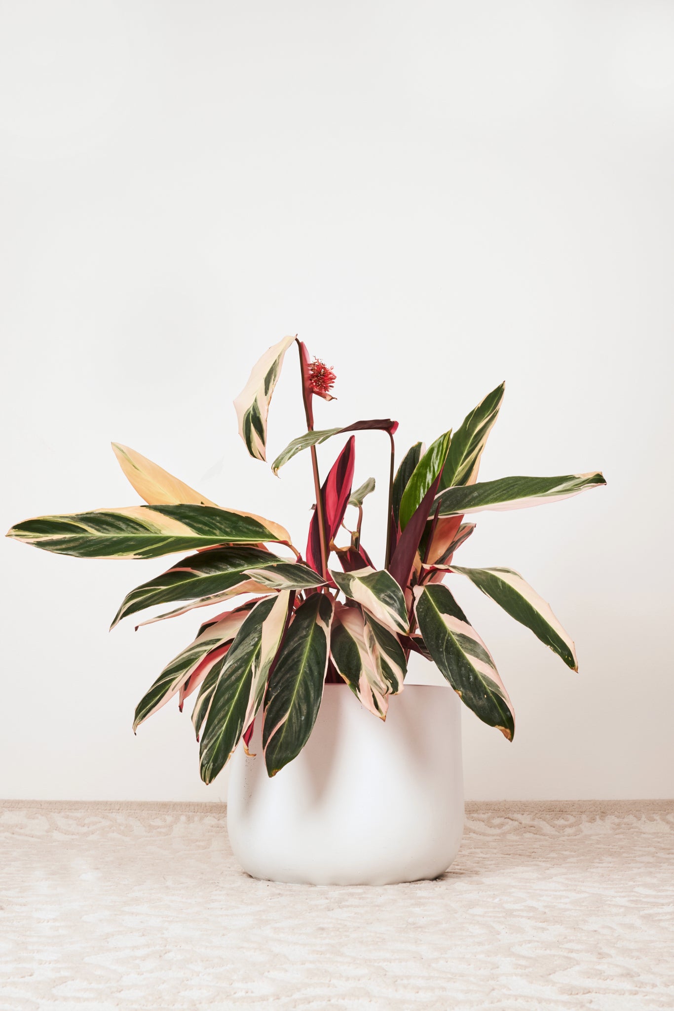 Tricolour stromanthe plant