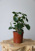 Load image into Gallery viewer, Peperomia Meridiana
