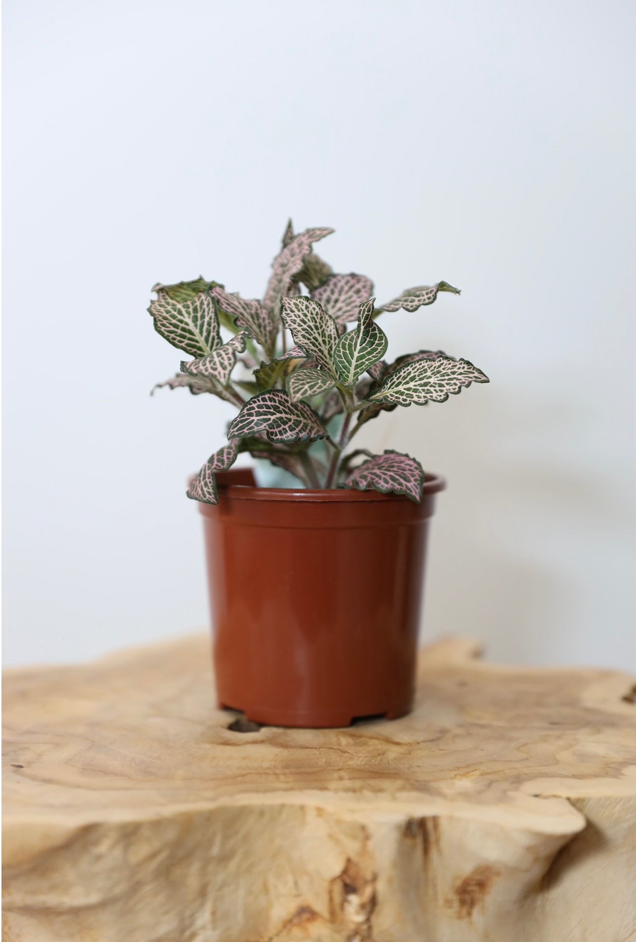 Fittonia ( Nerve plant)