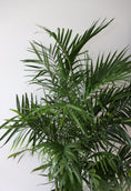 Load image into Gallery viewer, Cascade palm plant
