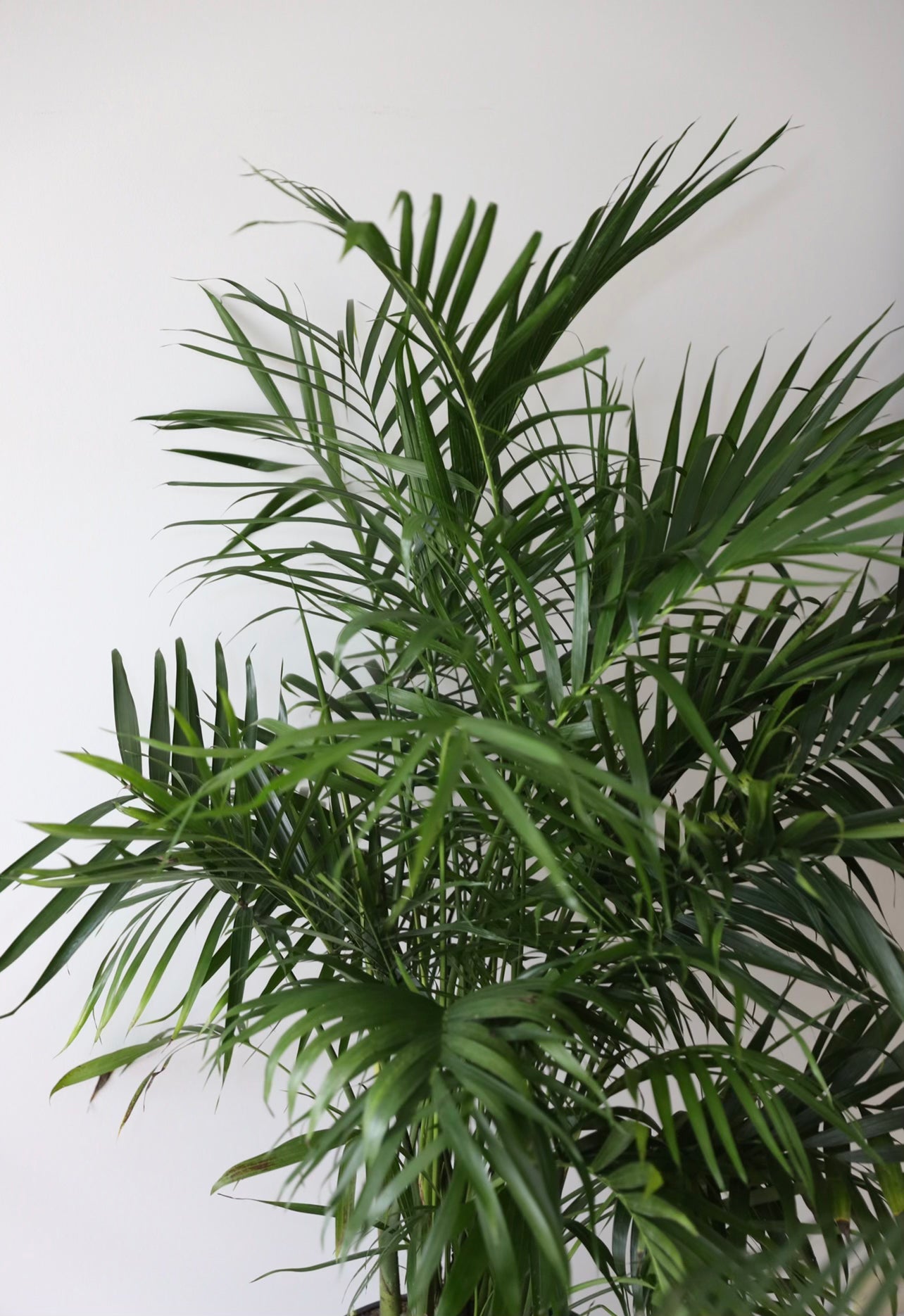 Cascade palm plant