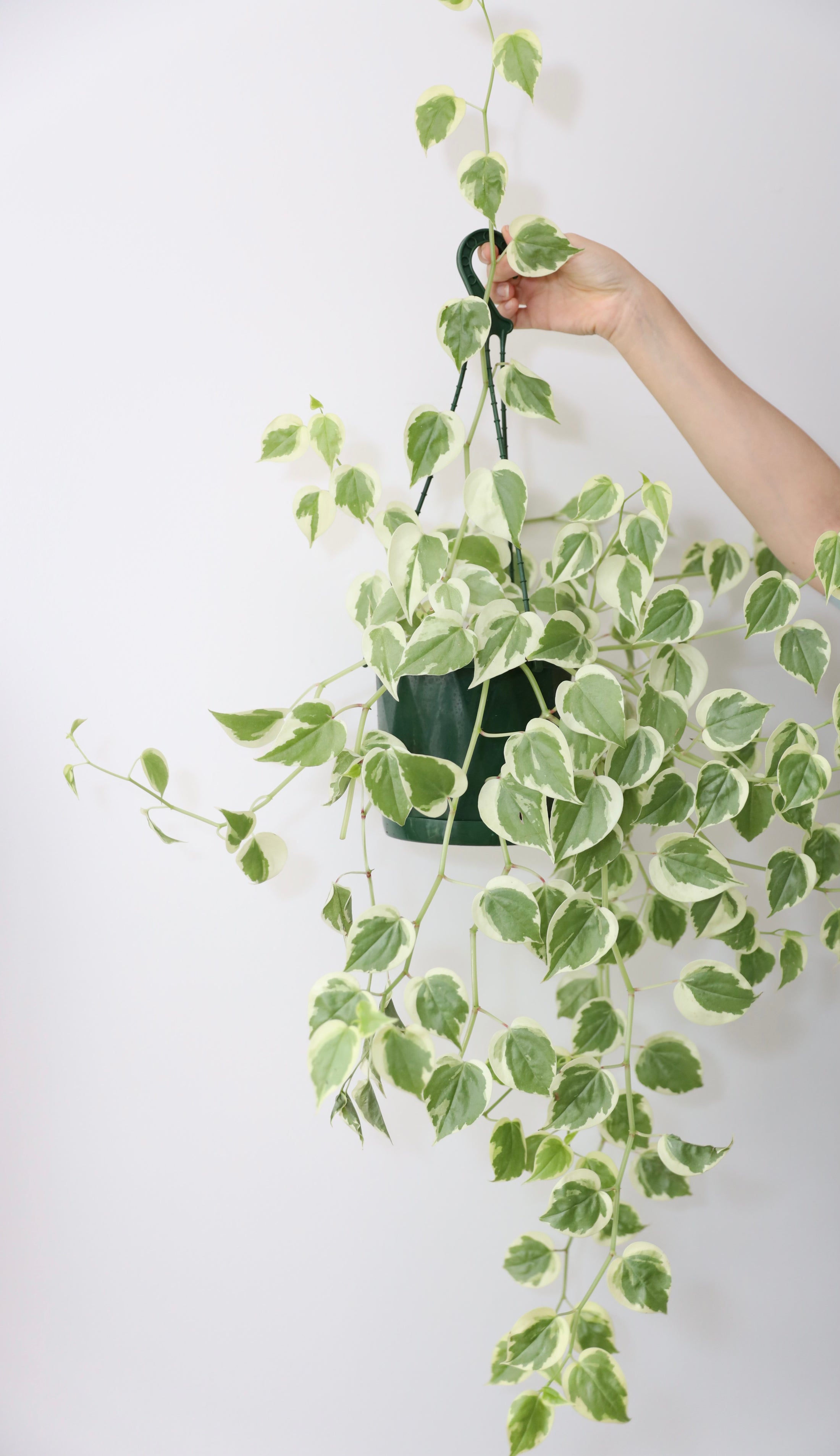 Peperomia Scandens