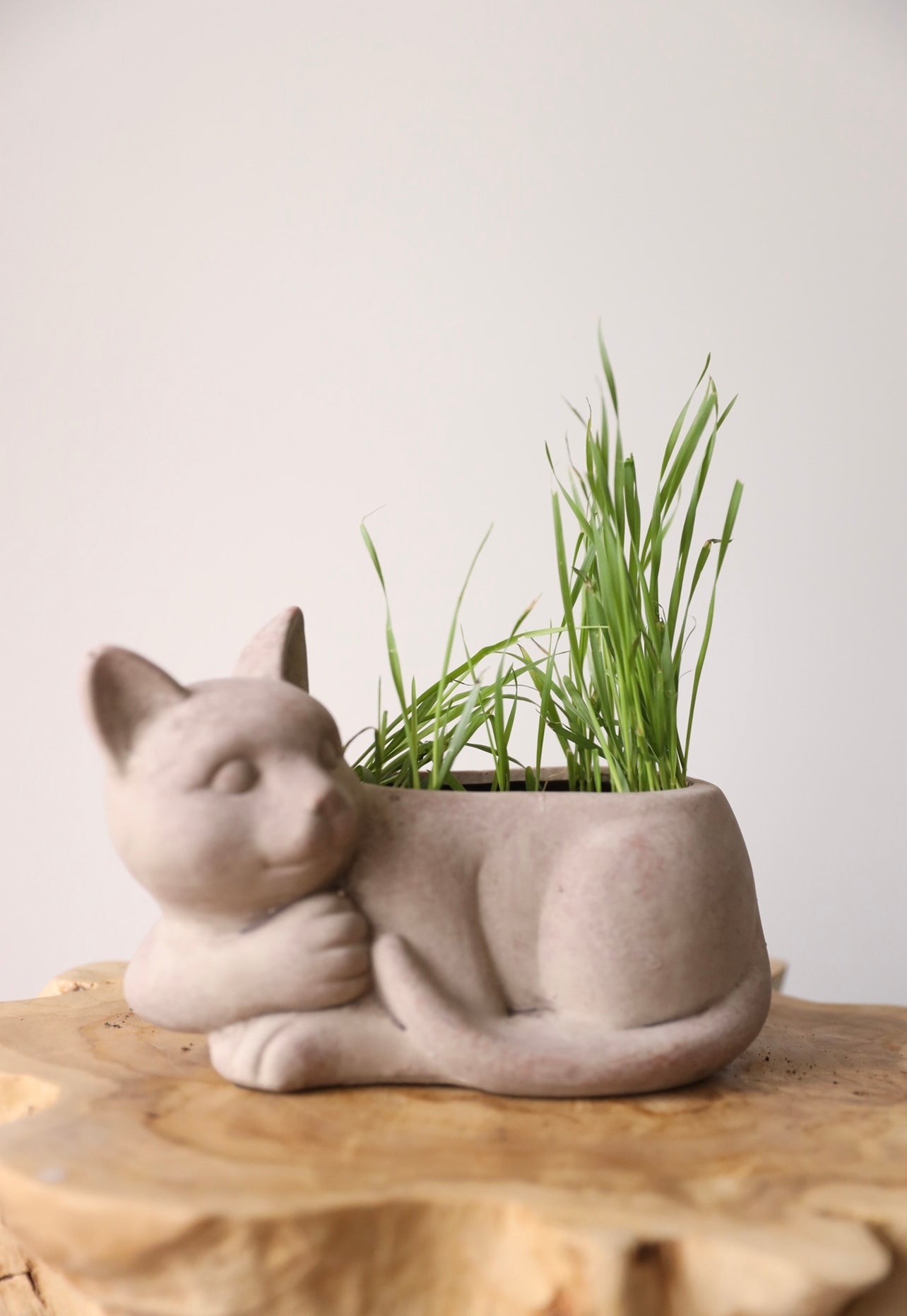 Lazy cat pot with cat grass