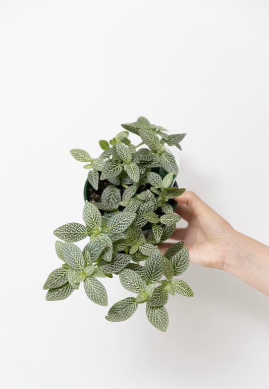 Silver-green Fittonia