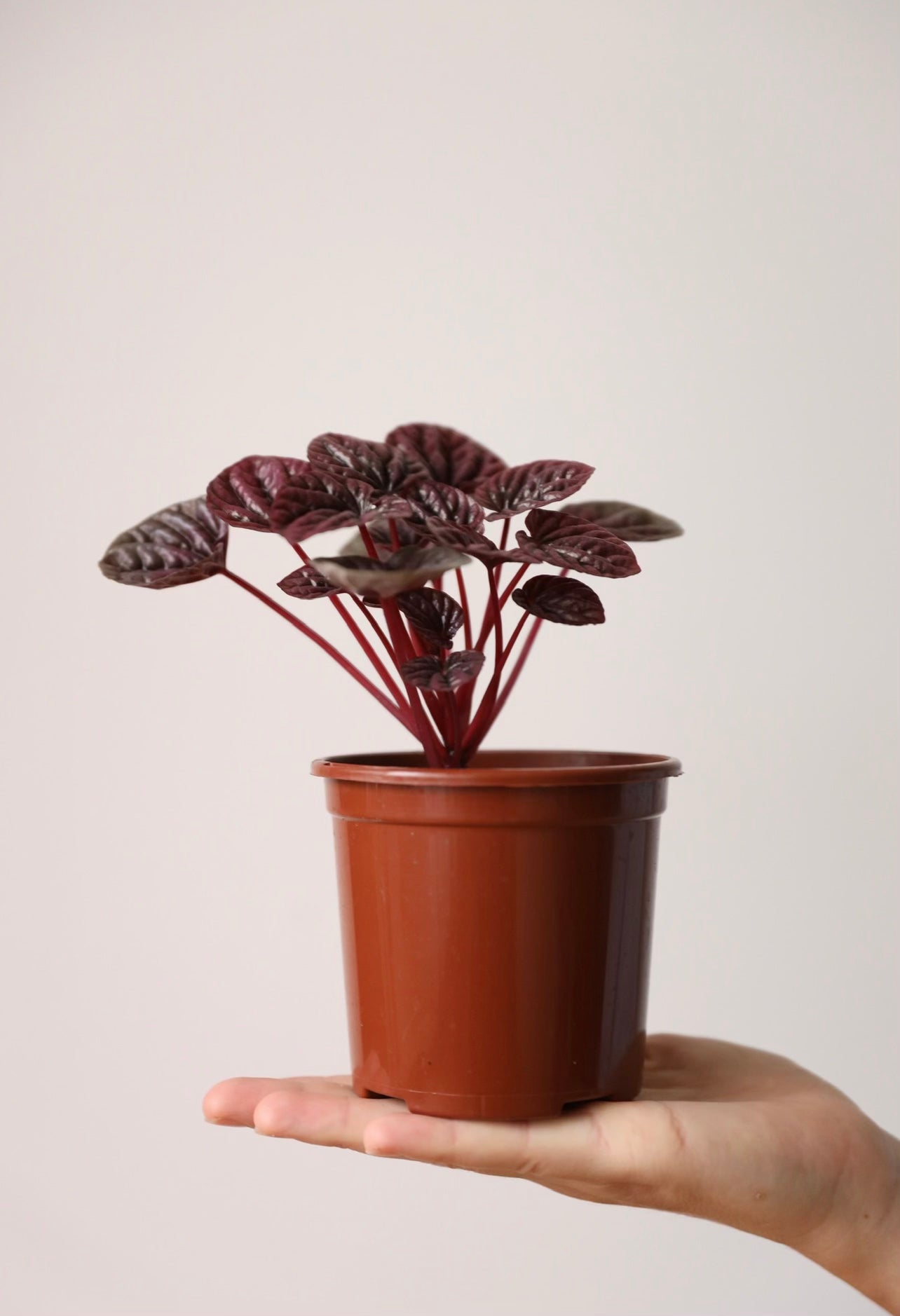 Peperomia Burgundy Ripple