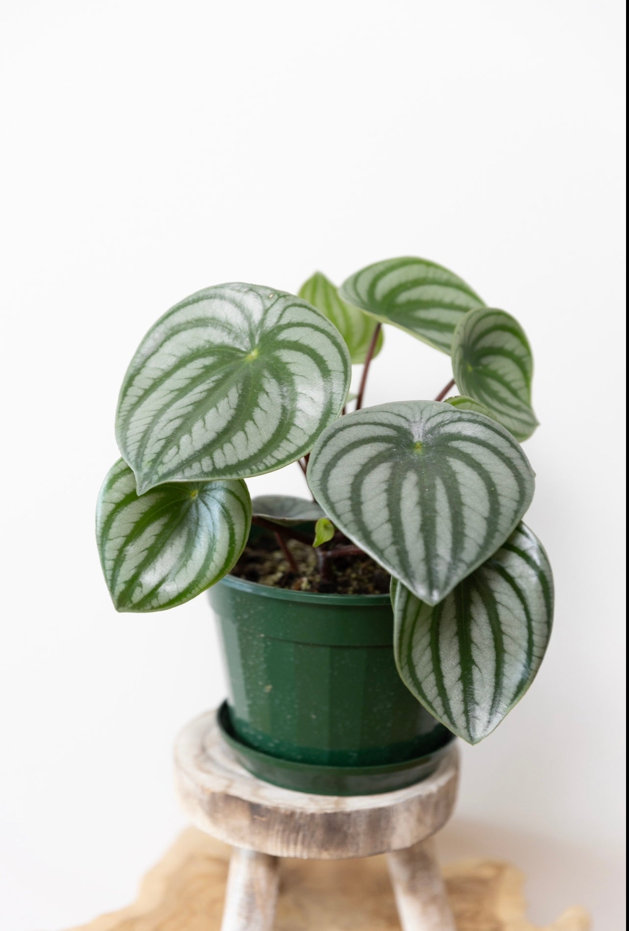 Watermelon peperomia 🍉