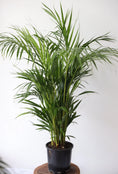 Load image into Gallery viewer, Golden Cane Palm - 200mm

