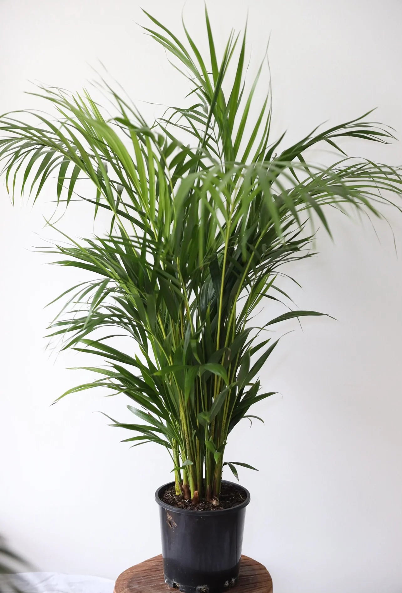 Golden Cane Palm - 200mm