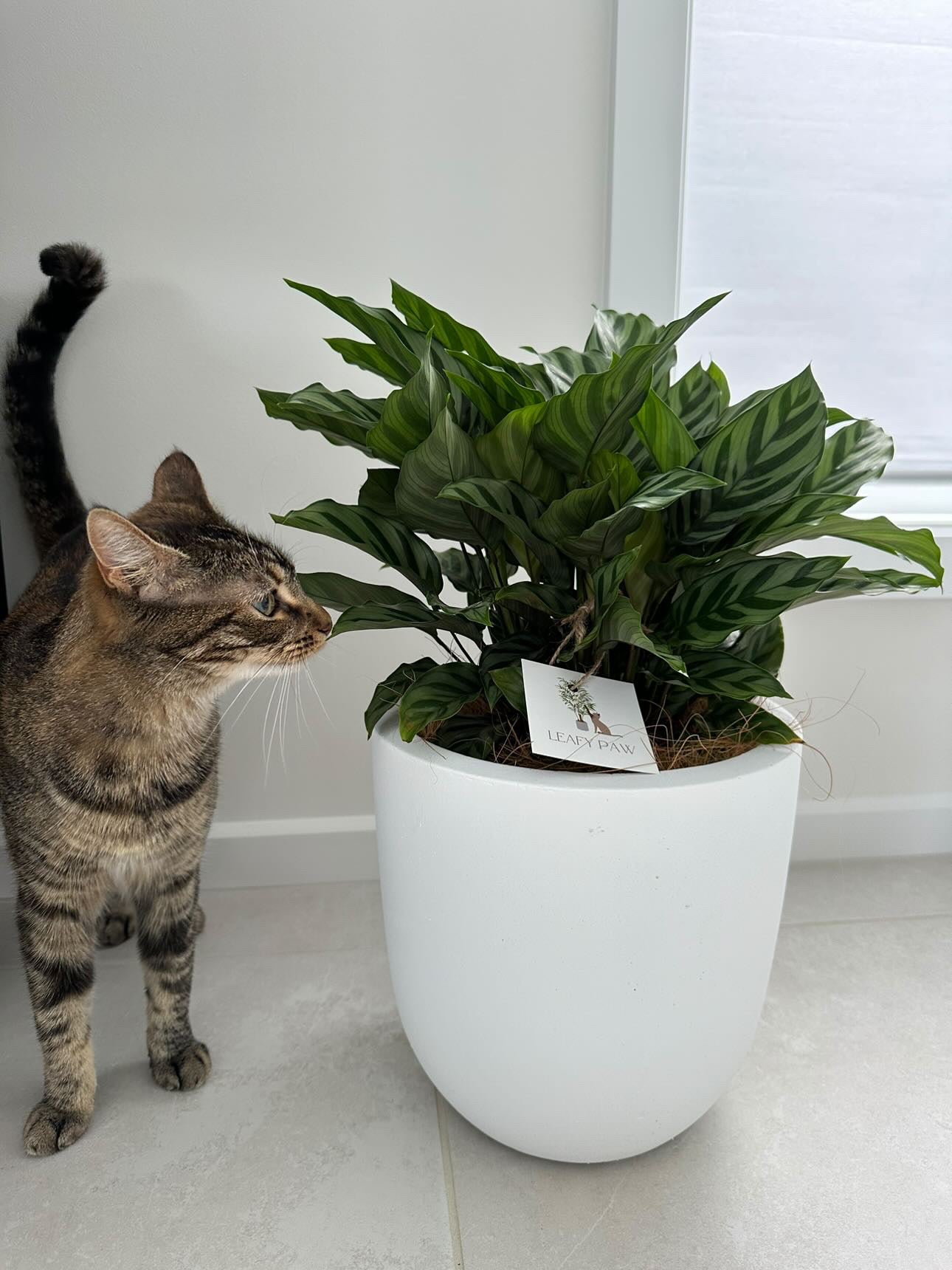 Calathea Freddie in the egg pot