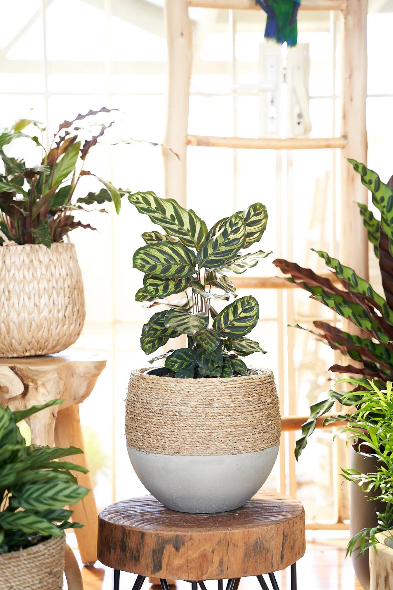 Olive rope pot - Small