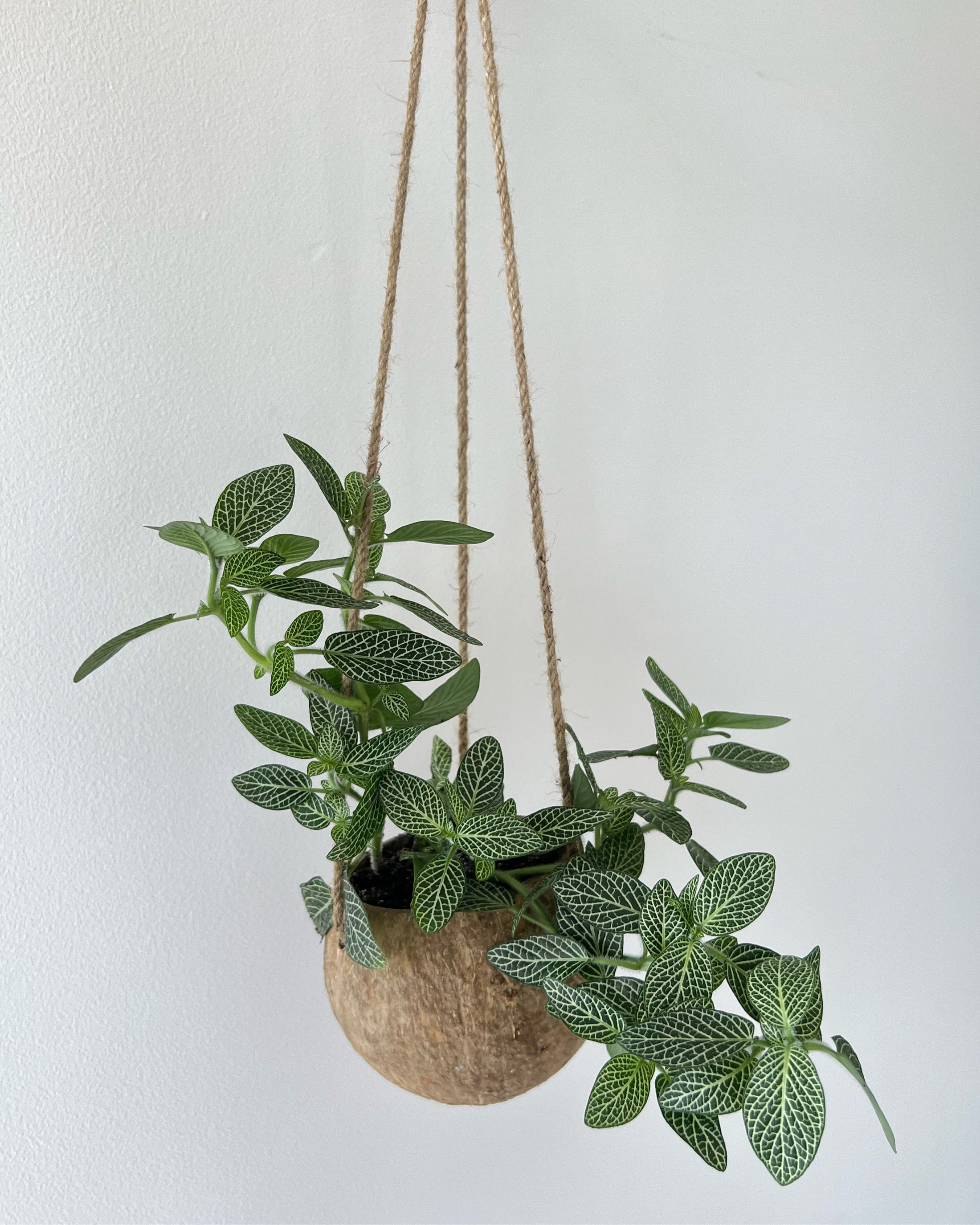 Coconut hanger with silver green fittonia