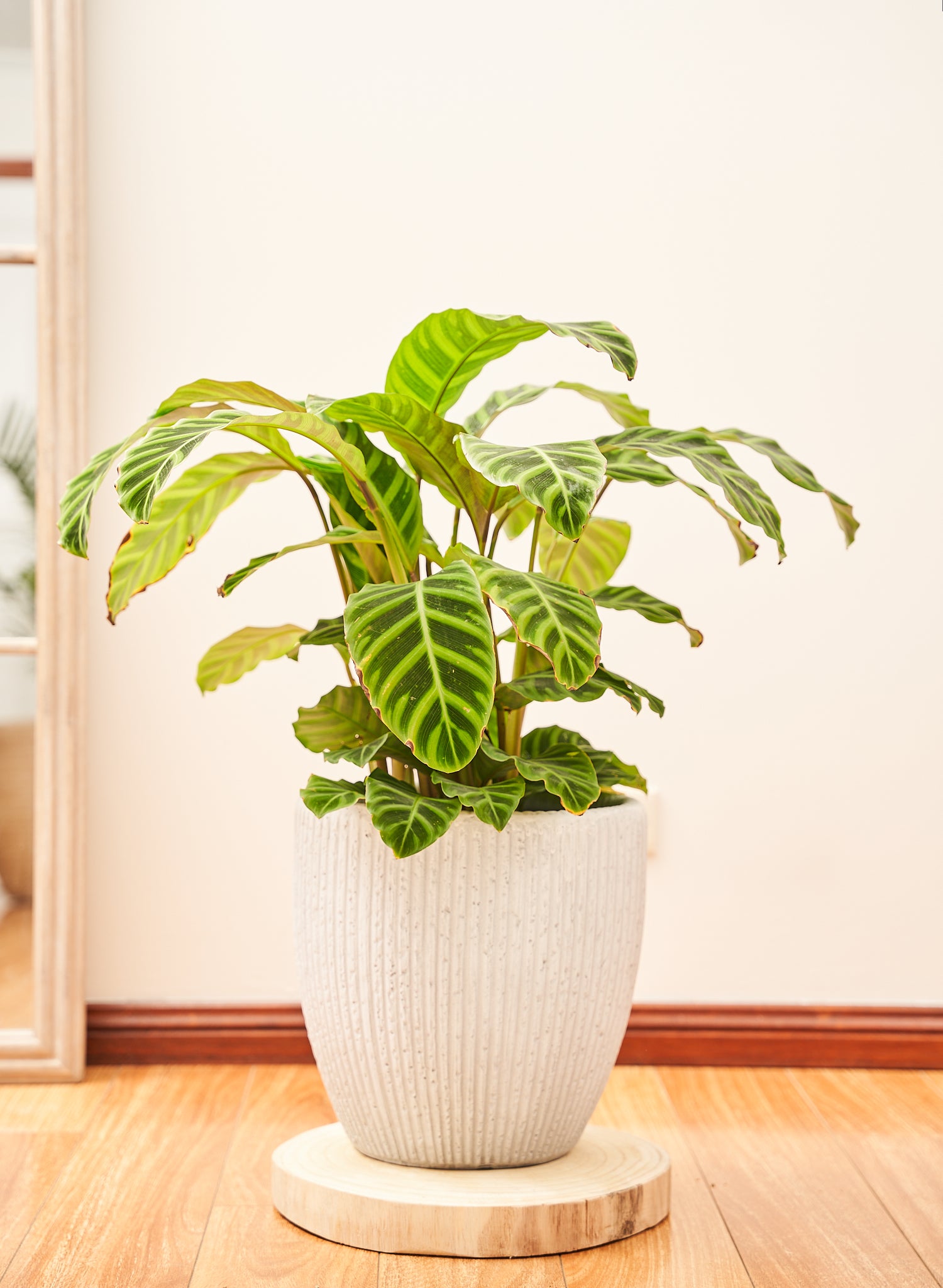 Calathea Zebrina Plant