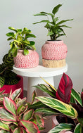 Load image into Gallery viewer, Tang planter - Baby pink
