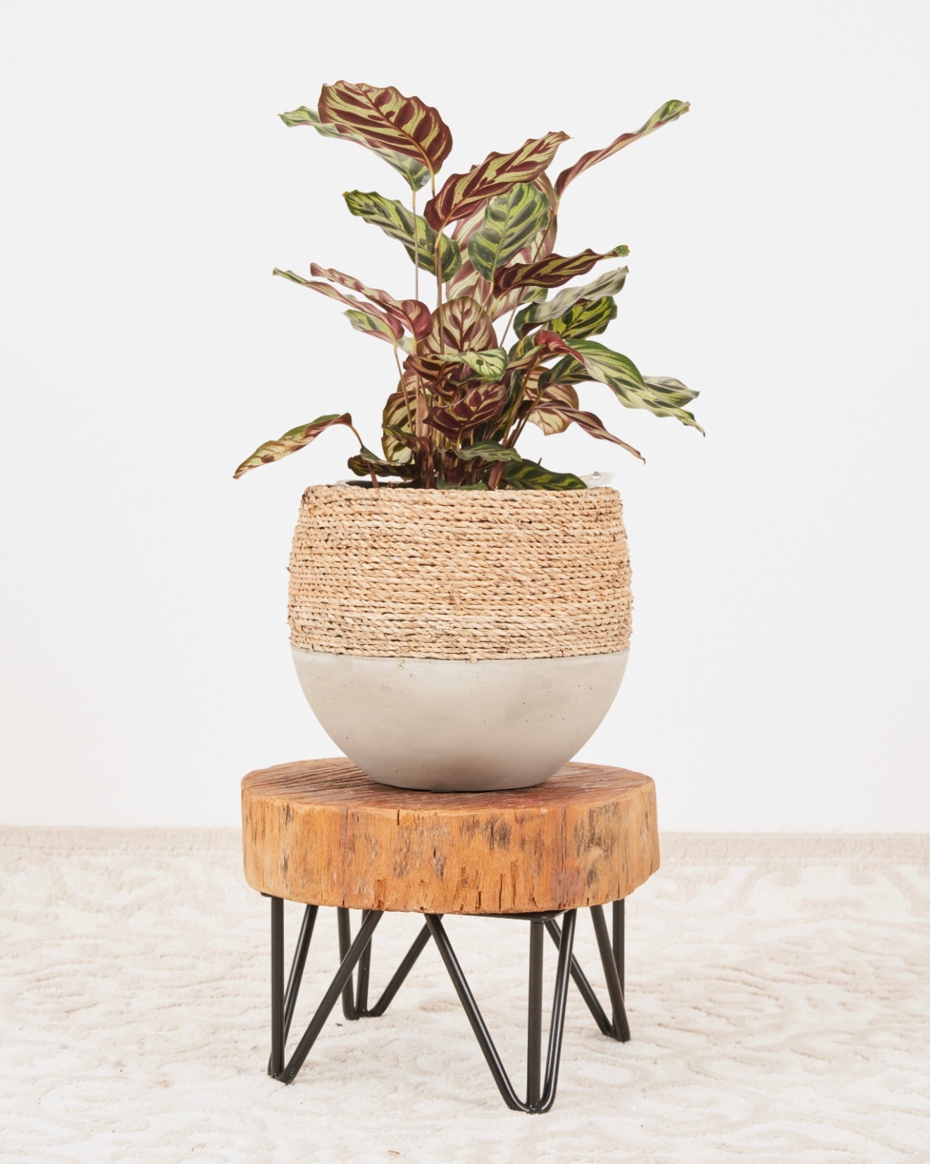 EX DISPLAY wooden plant riser - CUSTOM MADE
