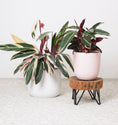 Load image into Gallery viewer, EX DISPLAY wooden plant riser - CUSTOM MADE
