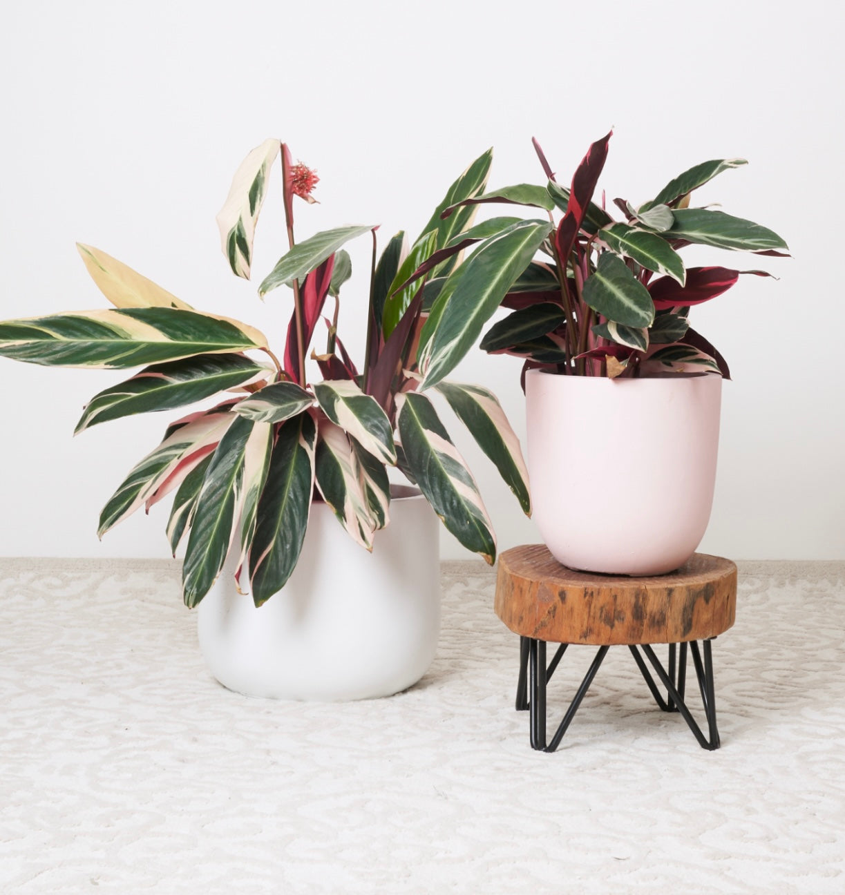 EX DISPLAY wooden plant riser - CUSTOM MADE