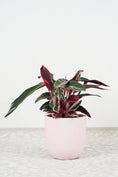 Load image into Gallery viewer, Tri-colour stromanthe - 200mm pot
