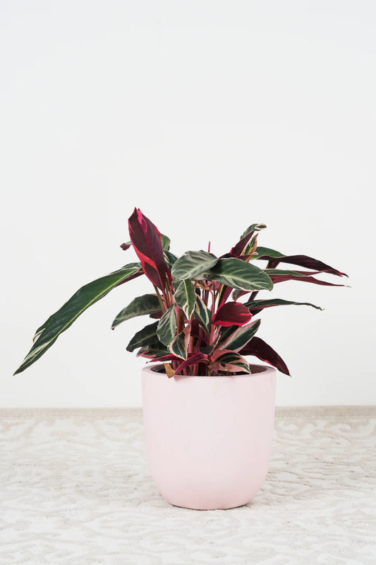 Tri-colour stromanthe - 200mm pot