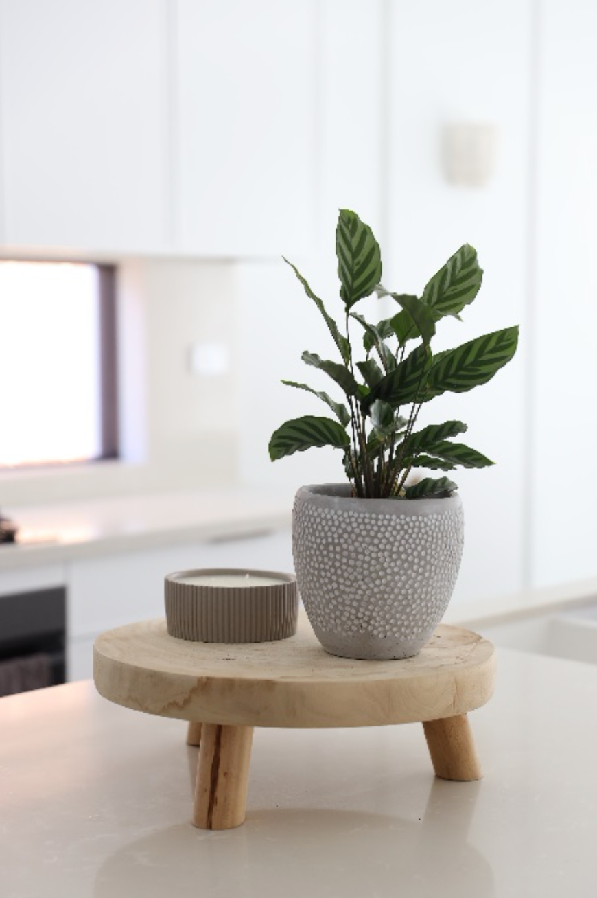 Calathea Freddie plant in the Dart pot