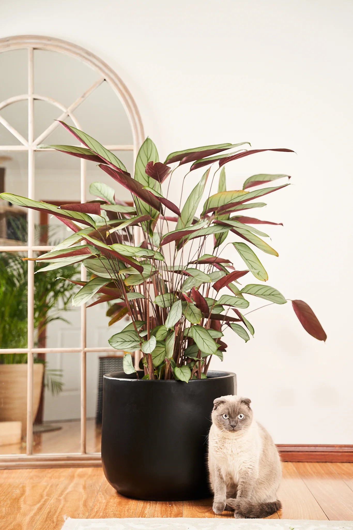 Ctenanthe grey star - 300mm